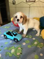 Biscuit , a male Cocker Spaniel and Cockalier for sale in Jacksonville, TX – 1 of 10