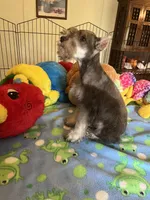 Sam, a male Miniature Schnauzer for sale in Jacksonville, TX – 10 of 10