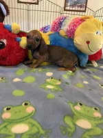 Rusty, a male Miniature Dachshund for sale in Jacksonville, TX – 7 of 8