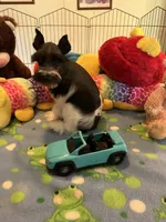 Teddy, a male Miniature Schnauzer for sale in Jacksonville, TX – 2 of 10