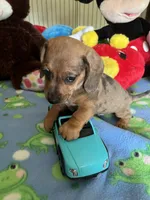 Simba, a male Miniature Dachshund for sale in Jacksonville, TX – 5 of 10