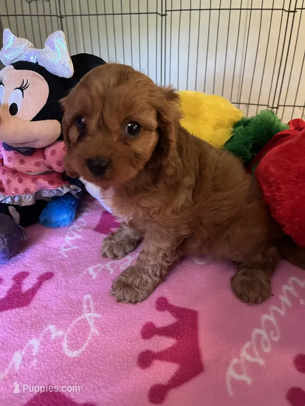 Ruby – Cavapoo puppy for sale in Jacksonville, TX