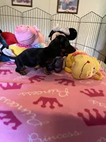 Sammi, a female Miniature Dachshund for sale in Jacksonville, TX – 4 of 10