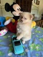 Teddy, a male Pomeranian for sale in Jacksonville, TX – 5 of 9