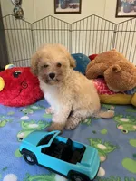 Toby, a male Maltipoo for sale in Jacksonville, TX – 3 of 9