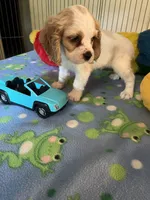 Biscuit , a male Cocker Spaniel and Cockalier for sale in Jacksonville, TX – 3 of 10