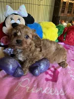 Ruby, a female Cavapoo for sale in Jacksonville, TX – 8 of 9