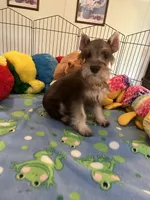 Sam, a male Miniature Schnauzer for sale in Jacksonville, TX – 8 of 10