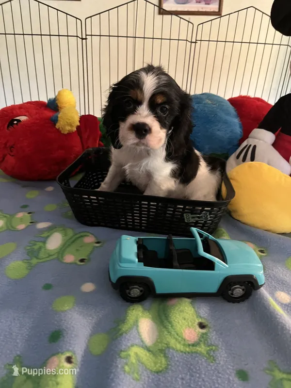 Clyde – Cocker Spaniel, Cockalier puppy for sale in Jacksonville, TX