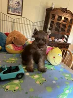 Max, a male Miniature Schnauzer for sale in Jacksonville, TX – 4 of 10