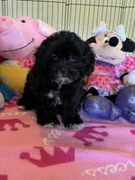 Maddie, a female Shihpoo and Shih Tzu for sale in Jacksonville, TX – 5 of 8