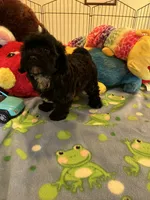 Shadow, a male Shihpoo and Shih Tzu for sale in Jacksonville, TX – 5 of 9
