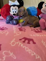 Daisy (short hair), a female Miniature Dachshund for sale in Jacksonville, TX – 4 of 10