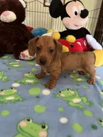 Max, a male Miniature Dachshund for sale in Jacksonville, TX – 8 of 10