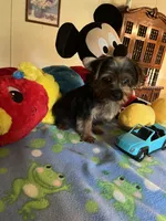Davy, a male Yorkshire Terrier for sale in Jacksonville, TX – 8 of 9