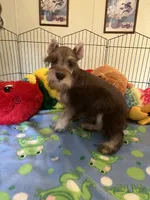 Sam, a male Miniature Schnauzer for sale in Jacksonville, TX – 6 of 10