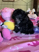 Maddie, a female Shihpoo and Shih Tzu for sale in Jacksonville, TX – 7 of 8