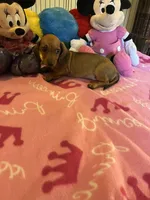 Daisy (short hair), a female Miniature Dachshund for sale in Jacksonville, TX – 1 of 10