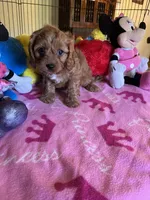 Ruby, a female Cavapoo for sale in Jacksonville, TX – 9 of 9