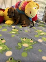 Red (short hair), a male Miniature Dachshund for sale in Jacksonville, TX – 2 of 10