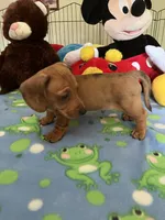 Max, a male Miniature Dachshund for sale in Jacksonville, TX – 2 of 10