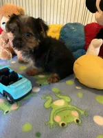 Gizmo, a male Yorkshire Terrier for sale in Jacksonville, TX – 7 of 9