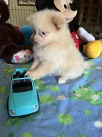 Teddy, a male Pomeranian for sale in Jacksonville, TX – 6 of 9