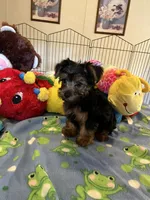 Max, a male Yorkshire Terrier for sale in Jacksonville, TX – 5 of 10
