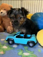 Gizmo, a male Yorkshire Terrier for sale in Jacksonville, TX – 9 of 9
