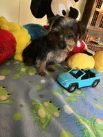 Davy, a male Yorkshire Terrier for sale in Jacksonville, TX – 2 of 9