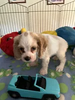 Biscuit , a male Cocker Spaniel and Cockalier for sale in Jacksonville, TX – 10 of 10