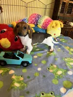 Bobo, a male Miniature Dachshund for sale in Jacksonville, TX – 4 of 9