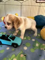 Biscuit , a male Cocker Spaniel and Cockalier for sale in Jacksonville, TX – 7 of 10