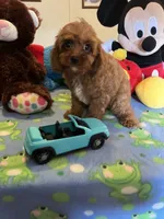 Rudy, a male Cavapoo for sale in Jacksonville, TX – 7 of 10