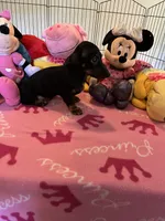 Sammi, a female Miniature Dachshund for sale in Jacksonville, TX – 10 of 10