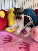 Katy, a female Miniature Schnauzer for sale in Jacksonville, TX – 7 of 9