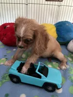 Red, a male Cocker Spaniel and Cockalier for sale in Jacksonville, TX – 5 of 10