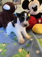 Doby, a male Miniature Schnauzer for sale in Jacksonville, TX – 2 of 8