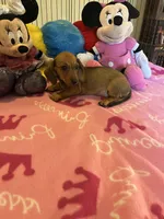 Daisy (short hair), a female Miniature Dachshund for sale in Jacksonville, TX – 7 of 10