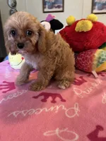 Daisy, a female Cavapoo for sale in Jacksonville, TX – 4 of 7