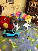 Bobo, a male Miniature Dachshund for sale in Jacksonville, TX – 5 of 9