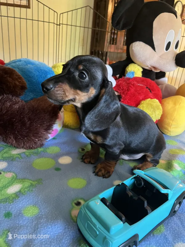 Samson – Miniature Dachshund puppy for sale in Jacksonville, TX