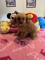 Daisy, a female Cavapoo for sale in Jacksonville, TX – 2 of 7