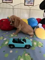 Red, a male Cocker Spaniel and Cockalier for sale in Jacksonville, TX – 7 of 10