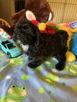 Shadow, a male Shihpoo and Shih Tzu for sale in Jacksonville, TX – 9 of 9
