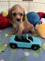 Max, a male Cocker Spaniel and Cockalier for sale in Jacksonville, TX – 7 of 9