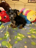 Max, a male Yorkshire Terrier for sale in Jacksonville, TX – 6 of 10