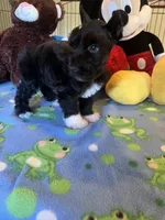 Coco, a male Miniature Schnauzer for sale in Jacksonville, TX – 9 of 9