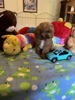 Red , a male Cavapoo for sale in Jacksonville, TX – 10 of 10