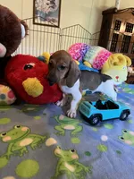 Bobo, a male Miniature Dachshund for sale in Jacksonville, TX – 3 of 9